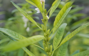 芝麻开花节节高4秒视频