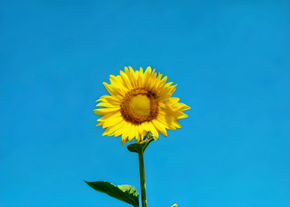 蓝色天空下的向日葵视频