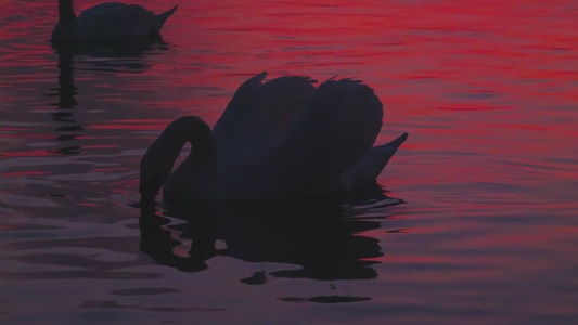 湖边白天鹅夕阳剪影视频