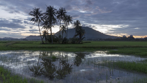 在稻田里日出时反射椰子树23秒视频