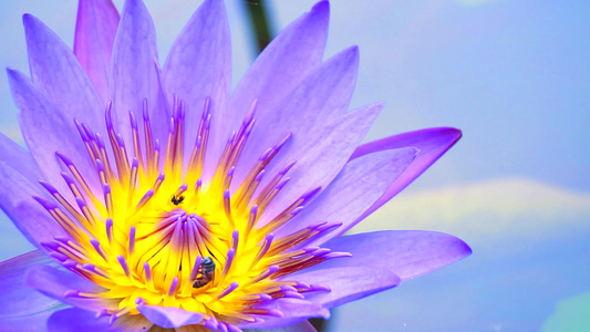 蜜蜂在浅紫莲花的花粉上找到甜美的蜜蜂在池塘中开花视频