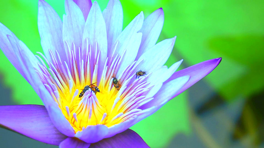 蜜蜂在浅紫莲花花的花粉上找到甜美的蜜蜂视频