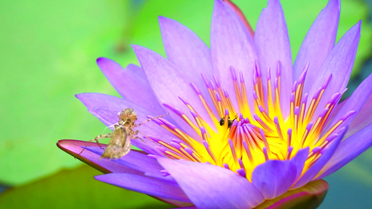 蜜蜂发现池塘中盛开的粉莲花花粉和叶子上的虫渍很甜视频