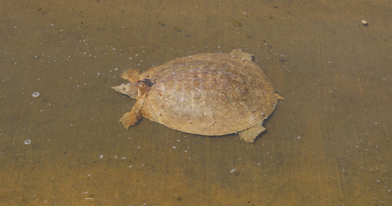 水中的软壳海龟视频