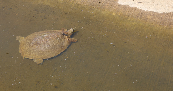 水中的软壳海龟视频