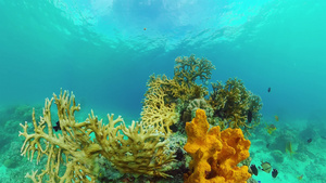 水下的世界珊瑚礁邦格莱奥菲利平斯23秒视频