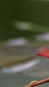 夏日荷塘伫立在枝头的蜻蜓视频素材三伏天视频