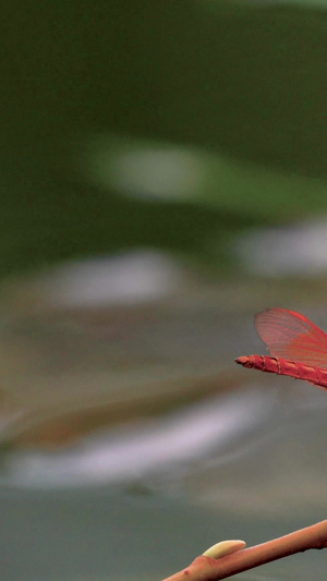 夏日荷塘伫立在枝头的蜻蜓视频素材三伏天35秒视频