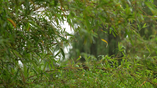 雨中的竹林实拍视频