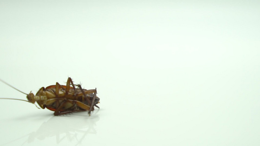 蟑螂blattellaasahinia喷洒杀虫剂然后视频