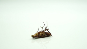 蟑螂被喷洒杀虫剂后11秒视频