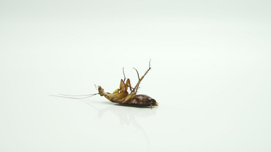 蟑螂blattellaasahinia喷洒杀虫剂并躺在视频