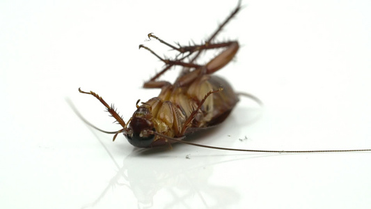 蟑螂blattellaasahinia喷洒杀虫剂并躺在视频