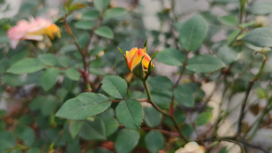 盛开的花朵植物花草实拍视频