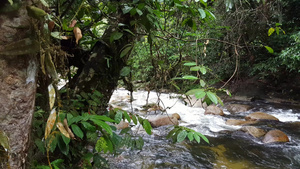 雨林马来西亚的密集植物和树木17秒视频