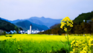 江南春季油菜花田4秒视频