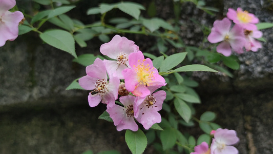 盛开的花朵植物花草实拍视频