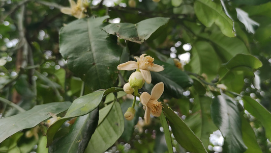 盛开的花朵植物花草实拍视频