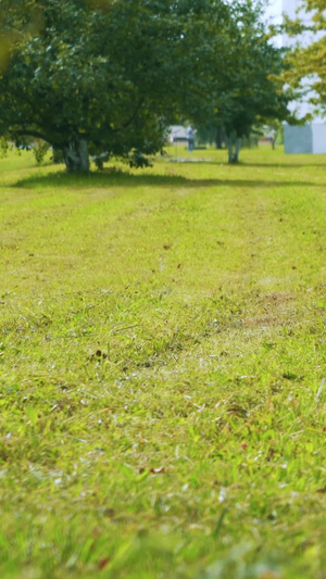 公园草坪推着除草机除草的园林工人机械化17秒视频