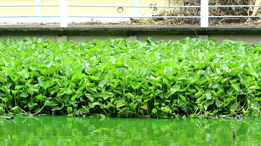 进入房屋围栏的入侵杂草问题在城内任何地方都可以看到视频