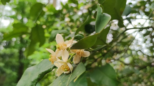 盛开的花朵植物花草实拍视频