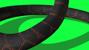 绿屏背景的动画活性皮松蛇22秒视频