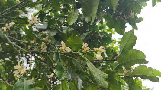 盛开的花朵植物花草实拍视频