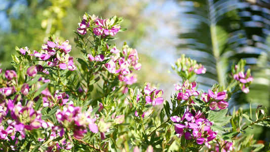 桃金娘叶乳草紫色花美国加利福尼亚州远志桃金娘春天开花视频