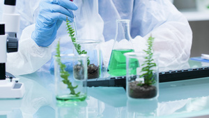 化学家在植物上用凝胶做实验14秒视频