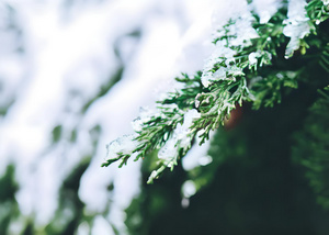 被白雪覆盖的绿色植物4秒视频