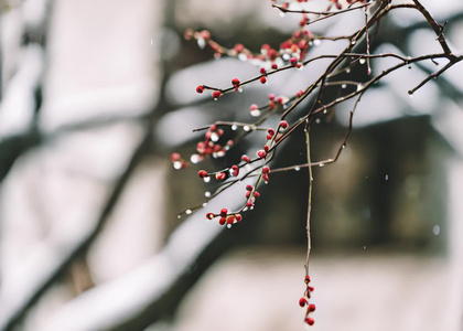 中式古典园林中的雪景视频