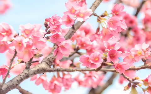 樱花视频