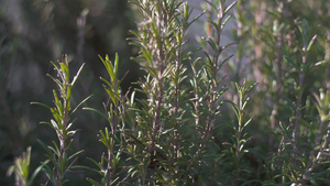 迷迭香植物精细6秒视频