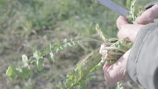 自然的生活方式老农夫从地面收集野生草药说明在吃之前视频