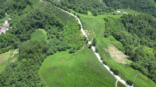 航拍高山茶叶种植基地 视频