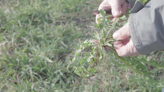自然的生活方式老农夫从地面收集野生草药说明在吃之前视频