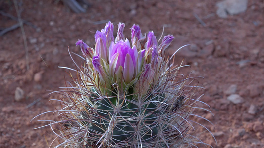 南澳大利亚州峡谷国家公园的花花仙人掌植物sclerocactus视频