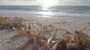 白石英沙岸上海藻叶48秒视频
