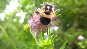 花朵上的蜜蜂22秒视频
