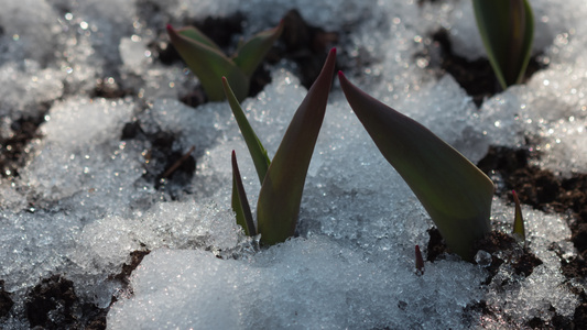 积雪融雪的延时拍摄视频