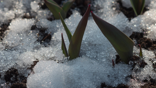 积雪融雪的延时拍摄视频