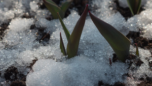 积雪融雪的延时拍摄21秒视频