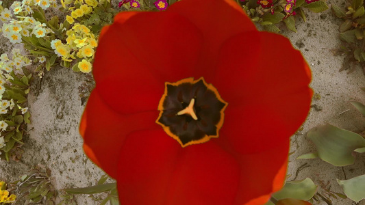 大红色郁金香的顶部视图没有焦点视频
