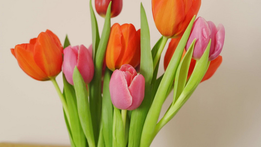 盛盛盛的春光鲜红色和粉红色郁金香花束视频