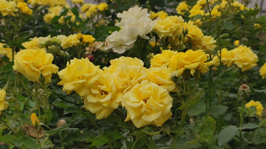 盛开的鲜花花朵植物实拍视频