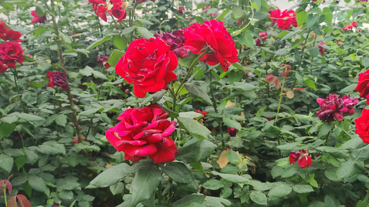 盛开的鲜花花朵植物实拍视频