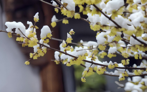 下雪后腊梅花开视频