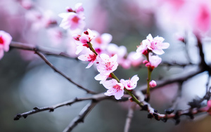 西藏林芝桃花4秒视频