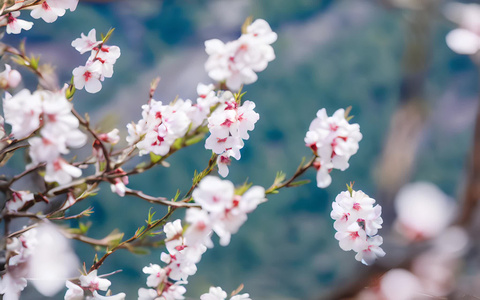 西藏林芝桃花特写视频