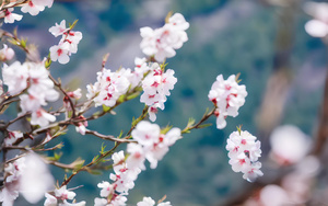 西藏林芝桃花特写4秒视频